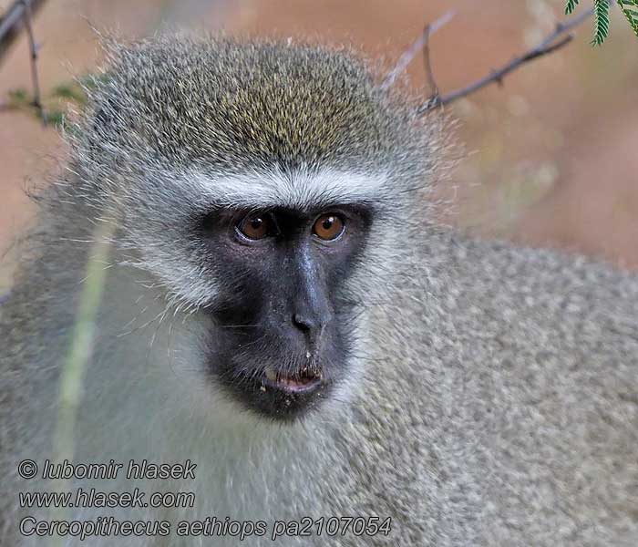 Cercopithecus_aethiops_pa2107054