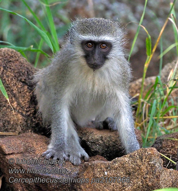 Cercopithecus_aethiops_pa2107066