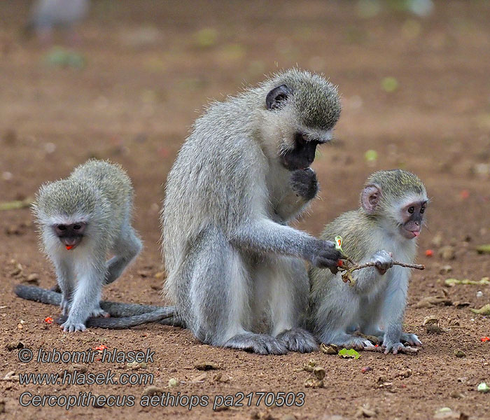 Cercopithecus_aethiops_pa2170503