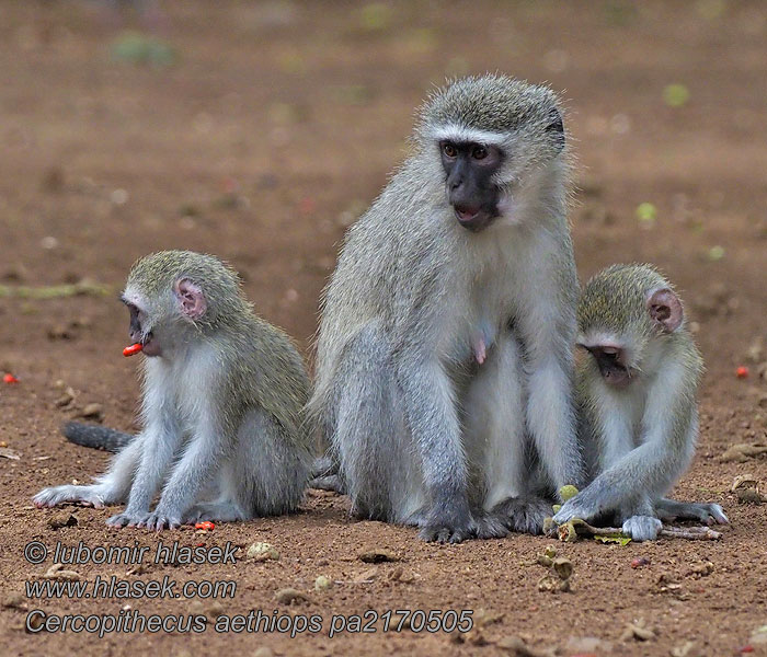 Cercopithecus_aethiops_pa2170505