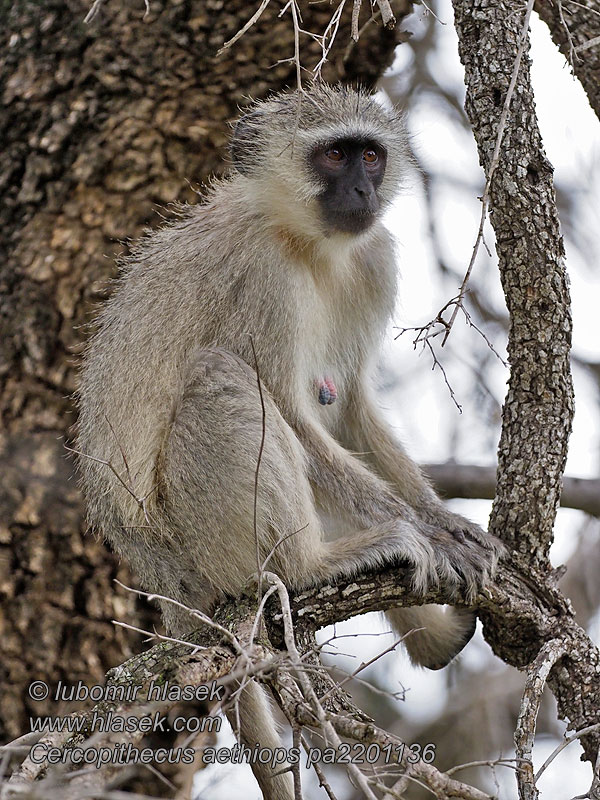 Cercopithecus_aethiops_pa2201136