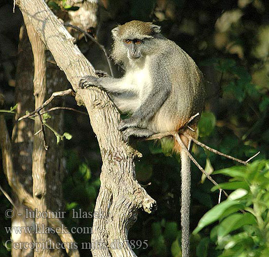 Cercopithecus mitis db7895