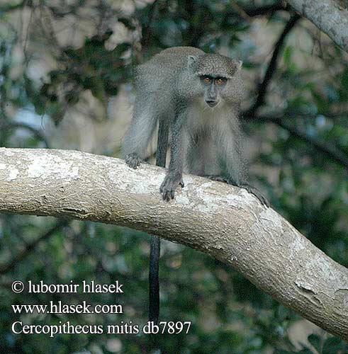 Cercopithecus mitis Samango-aap Blue Monkey Cercopithèque diadème Diademmeerkatze Vainikuotoji markata Diadeemmeerkat Mágíłbáhí Fejdíszes cerkóf Koczkodan czarnosiwy Sinimarakatti ブルーモンキー Kočkodan diadémovvý Мартышка коронованная голубая