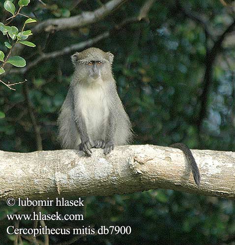 Cercopithecus mitis db7900