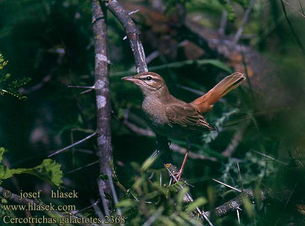 Cercotrichas galactotes Rufous Bush-chat Heckensänger Agrobate roux Alzacola Español Pěvec ryšavý Trenattegal Rosse Waaierstaart Ruostepyrstö Usignolo d'Africa Hekksanger Trädnäktergal Тугайный соловей Drozdówka rdzawa Rouxinol do mato Tüskebújkáló Κουφαηδόνι YU: dugorepa grmuša 棕薮鸲 Тугайный соловей الشوالة Κουφαηδόνι Rouxinol-do-mato Соловейко рудохвостий Çalı Bülbülü חמרייה