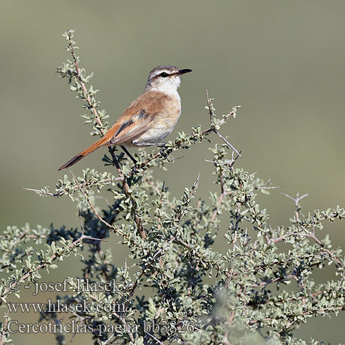 Cercotrichas paena Erythorpygia Kalahari Scrub-Robin Pěvec kalaharský Kalahariheckensänger Kalaharinruostepyrstö Agrobate Kalahari Usignolo Kalahari アカオヤブコマドリ Kalahari-waaierstaart Drozdówka pustynna Rouxinol mato Kalahari Kalahariwipstert Phênê