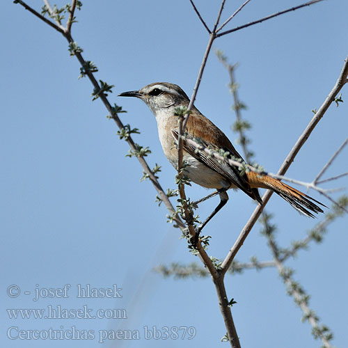 Pěvec kalaharský Kalahariheckensänger Kalaharinruostepyrstö Agrobate Kalahari Usignolo Kalahari アカオヤブコマドリ Kalahari-waaierstaart Drozdówka pustynna Rouxinol mato Kalahari Kalahariwipstert Phênê Cercotrichas paena Erythorpygia Kalahari Scrub-Robin