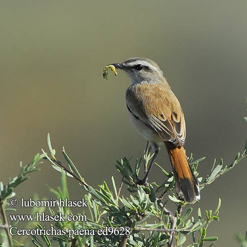 Agrobate Kalahari Usignolo Kalahari アカオヤブコマドリ Kalahari-waaierstaart Drozdówka pustynna Rouxinol mato Kalahari Kalahariwipstert Phênê Cercotrichas paena Erythorpygia Kalahari Scrub-Robin Pěvec kalaharský Kalahariheckensänger Kalaharinruostepyrstö