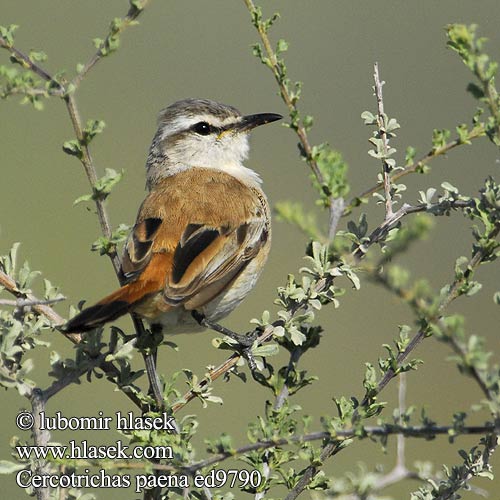 Drozdówka pustynna Rouxinol mato Kalahari Kalahariwipstert Phênê Cercotrichas paena Erythorpygia Kalahari Scrub-Robin Pěvec kalaharský Kalahariheckensänger Kalaharinruostepyrstö Agrobate Kalahari Usignolo Kalahari アカオヤブコマドリ Kalahari-waaierstaart