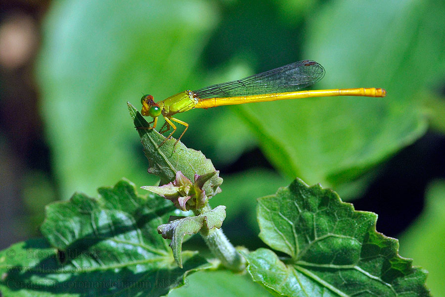 Ceriagrion coromandelianum