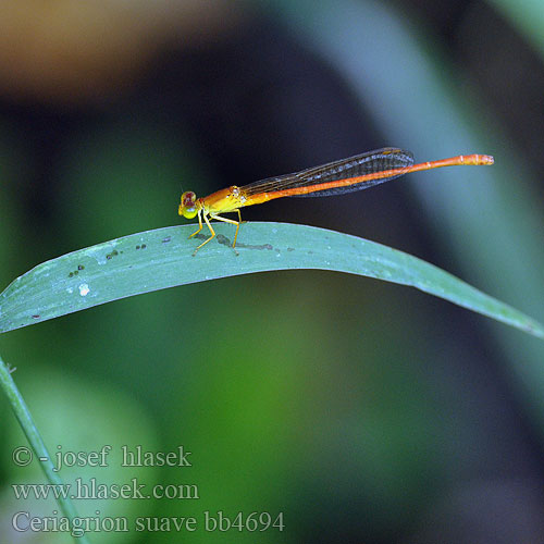 Ceriagrion suave Suave Citril