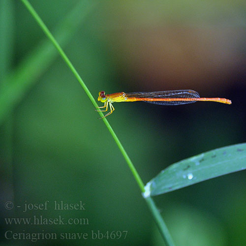 Suave Citril Ceriagrion suave