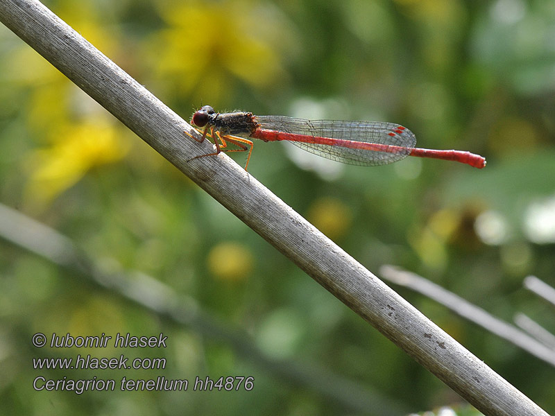 Ceriagrion tenellum Small red damselfly Scharlachlibelle Koraaljuffer