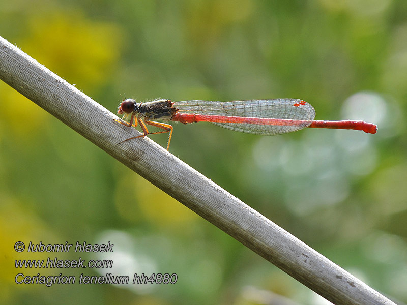 Ceriagrion tenellum Agrion délicat Šidélko pozdní