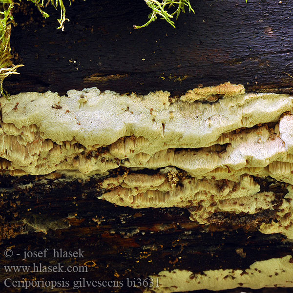 Ceriporiopsis gilvescens Pink Porecrust Pórnatka bledoplavá