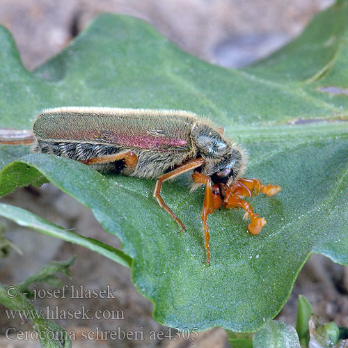 Cerocoma schreberi