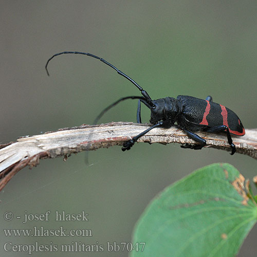 Ceroplesis militaris