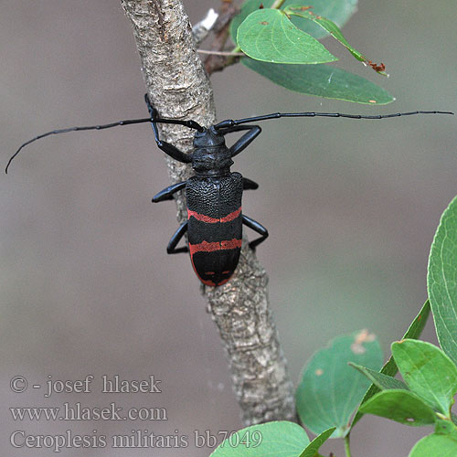 Ceroplesis militaris