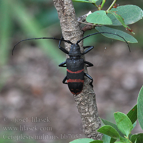 Ceroplesis militaris