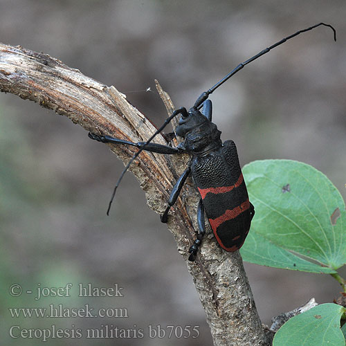 Ceroplesis militaris