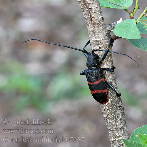 Ceroplesis militaris