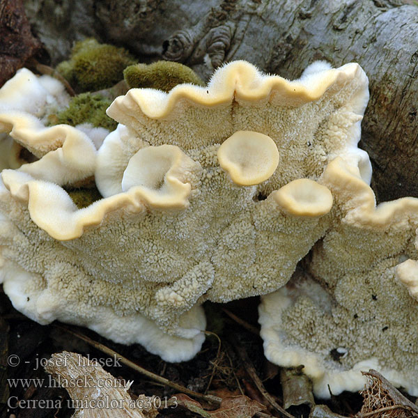 Cerrena unicolor Daedalea cinerea Bulliardia grisea Mossy maze polypore Outkovka jednobarvá Gmatkówka szarawa Церрена одноцветная Chlpatica jednofarebná 齿毛芝提取物 Ensfarvet Læderporesvamp Pörrökääpä Polypore couleur unie Doolhofelfenbankje ミダレアミタケ Egyszínű egyrétűtapló Aschgrauer Wirrling Labyrintkjuke Pepelasti zvitoluknjičar Slingerticka