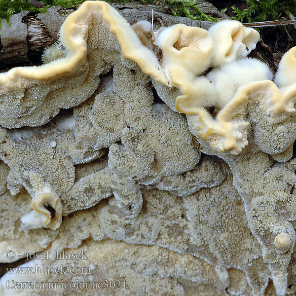 Mossy maze polypore Outkovka jednobarvá Gmatkówka szarawa Церрена одноцветная Chlpatica jednofarebná 齿毛芝提取物 Ensfarvet Læderporesvamp Pörrökääpä Polypore couleur unie Doolhofelfenbankje ミダレアミタケ Egyszínű egyrétűtapló Aschgrauer Wirrling Labyrintkjuke Pepelasti zvitoluknjičar Slingerticka Cerrena unicolor Daedalea cinerea Bulliardia grisea