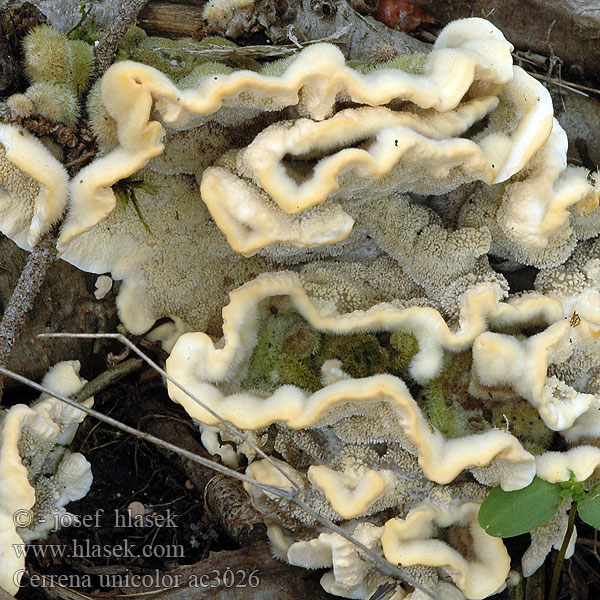 Церрена одноцветная Chlpatica jednofarebná 齿毛芝提取物 Ensfarvet Læderporesvamp Pörrökääpä Polypore couleur unie Doolhofelfenbankje ミダレアミタケ Egyszínű egyrétűtapló Aschgrauer Wirrling Labyrintkjuke Pepelasti zvitoluknjičar Slingerticka Cerrena unicolor Daedalea cinerea Bulliardia grisea Mossy maze polypore Outkovka jednobarvá Gmatkówka szarawa