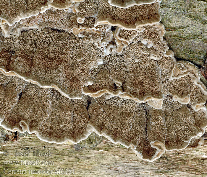 Polypore couleur unie Doolhofelfenbankje ミダレアミタケ Egyszínű egyrétűtapló Aschgrauer Wirrling Labyrintkjuke Pepelasti zvitoluknjičar Slingerticka Cerrena unicolor Daedalea cinerea Bulliardia grisea Mossy maze polypore Outkovka jednobarvá Gmatkówka szarawa Церрена одноцветная Chlpatica jednofarebná 齿毛芝提取物