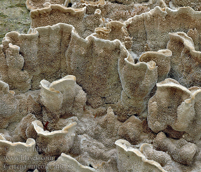 ミダレアミタケ Egyszínű egyrétűtapló Aschgrauer Wirrling Labyrintkjuke Pepelasti zvitoluknjičar Slingerticka Cerrena unicolor Daedalea cinerea Bulliardia grisea Mossy maze polypore Outkovka jednobarvá Gmatkówka szarawa Церрена одноцветная Chlpatica jednofarebná 齿毛芝提取物