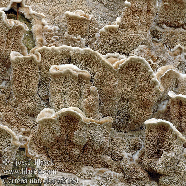 Cerrena unicolor af6184