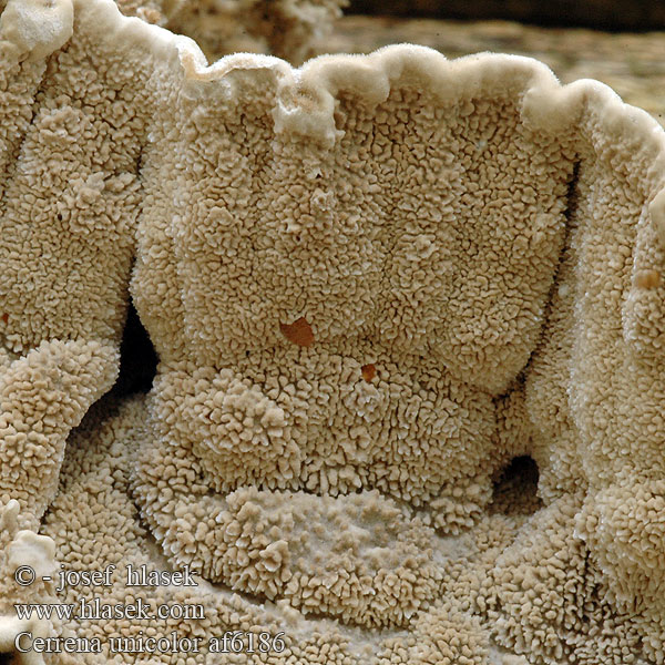 Aschgrauer Wirrling Labyrintkjuke Pepelasti zvitoluknjičar Slingerticka Cerrena unicolor Daedalea cinerea Bulliardia grisea Mossy maze polypore Outkovka jednobarvá Gmatkówka szarawa Церрена одноцветная Chlpatica jednofarebná 齿毛芝提取物 Ensfarvet Læderporesvamp Pörrökääpä Polypore couleur unie Doolhofelfenbankje ミダレアミタケ Egyszínű egyrétűtapló