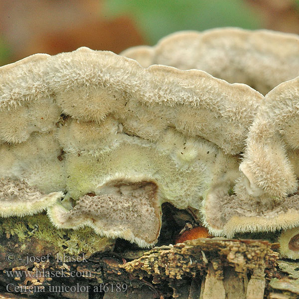 Daedalea cinerea Bulliardia grisea Mossy maze polypore Outkovka jednobarvá Gmatkówka szarawa Церрена одноцветная Chlpatica jednofarebná 齿毛芝提取物 Ensfarvet Læderporesvamp Pörrökääpä Polypore couleur unie Doolhofelfenbankje ミダレアミタケ Egyszínű egyrétűtapló Aschgrauer Wirrling Labyrintkjuke Pepelasti zvitoluknjičar Slingerticka Cerrena unicolor