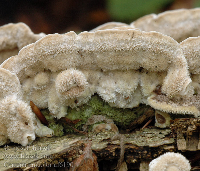 Pepelasti zvitoluknjičar Slingerticka Cerrena unicolor Daedalea cinerea Bulliardia grisea Mossy maze polypore Outkovka jednobarvá Gmatkówka szarawa Церрена одноцветная Chlpatica jednofarebná 齿毛芝提取物