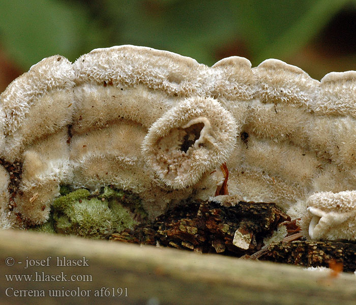 Cerrena unicolor Daedalea cinerea Bulliardia grisea Mossy maze polypore Outkovka jednobarvá Gmatkówka szarawa Церрена одноцветная Chlpatica jednofarebná 齿毛芝提取物