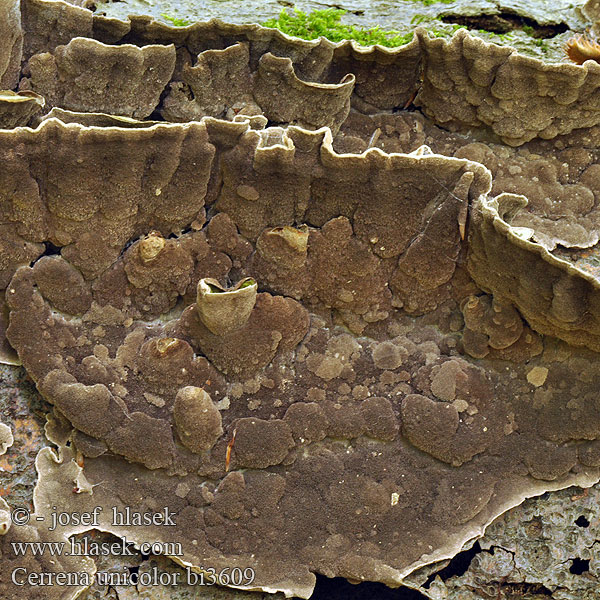 Chlpatica jednofarebná 齿毛芝提取物 Ensfarvet Læderporesvamp Pörrökääpä Polypore couleur unie Doolhofelfenbankje ミダレアミタケ Egyszínű egyrétűtapló Aschgrauer Wirrling Labyrintkjuke Pepelasti zvitoluknjičar Slingerticka Cerrena unicolor Daedalea cinerea Bulliardia grisea Mossy maze polypore Outkovka jednobarvá Gmatkówka szarawa Церрена одноцветная