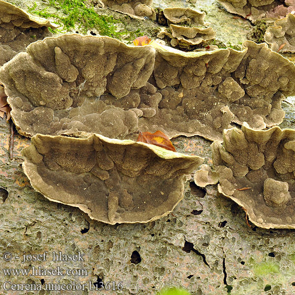 齿毛芝提取物 Ensfarvet Læderporesvamp Pörrökääpä Polypore couleur unie Doolhofelfenbankje ミダレアミタケ Egyszínű egyrétűtapló Aschgrauer Wirrling Labyrintkjuke Pepelasti zvitoluknjičar Slingerticka Cerrena unicolor Daedalea cinerea Bulliardia grisea Mossy maze polypore Outkovka jednobarvá Gmatkówka szarawa Церрена одноцветная Chlpatica jednofarebná