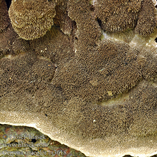 Pörrökääpä Polypore couleur unie Doolhofelfenbankje ミダレアミタケ Egyszínű egyrétűtapló Aschgrauer Wirrling Labyrintkjuke Pepelasti zvitoluknjičar Slingerticka Cerrena unicolor Daedalea cinerea Bulliardia grisea Mossy maze polypore Outkovka jednobarvá Gmatkówka szarawa Церрена одноцветная Chlpatica jednofarebná 齿毛芝提取物 Ensfarvet Læderporesvamp