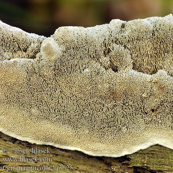 Polypore couleur unie Doolhofelfenbankje ミダレアミタケ Egyszínű egyrétűtapló Aschgrauer Wirrling Labyrintkjuke Pepelasti zvitoluknjičar Slingerticka Cerrena unicolor Daedalea cinerea Bulliardia grisea Mossy maze polypore Outkovka jednobarvá Gmatkówka szarawa Церрена одноцветная Chlpatica jednofarebná 齿毛芝提取物 Ensfarvet Læderporesvamp Pörrökääpä