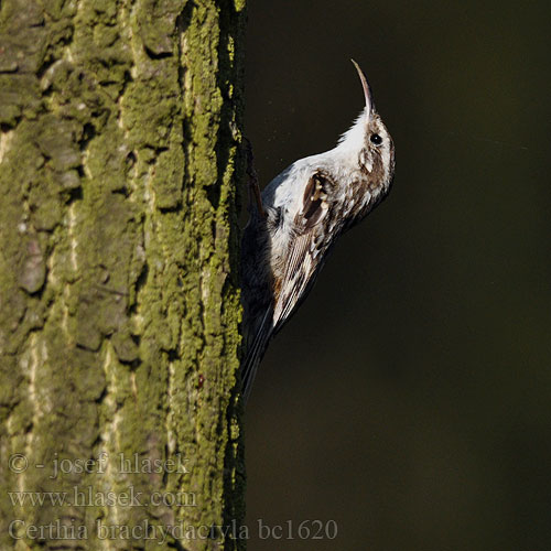 Certhia brachydactyla Short-toed Tree-Creeper Šoupálek krátkoprstý Gartenbaumläufer Korttået Træløber Agateador Europeo Etelänpuukiipijä Grimpereau jardins Garðfeti Rampichino comune タンシキバシリ Boomkruiper Pełzacz ogrodowy Trepadeira-comum Короткопалая пищуха Trädgårdsträdkrypare Караткапальцы паўзунок Караткапальцы паўзунок Καμποδενδροβάτης טפס־עצים קצר־אצבעות Rövidkarmú fakusz Краткопрст Градинарски лазач Kortklotrekryper Pitgascorsa curtina Kôrovník krátkoprstý Kratkoprsti plezavcek Rrotuluesi gishtshkurtër Bahçe Tırmaşıkkuşu Підкоришник короткопалий Дугоклјуни пузиц