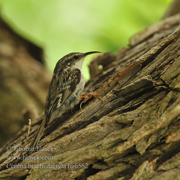 Certhia brachydactyla Short-toed Tree-Creeper