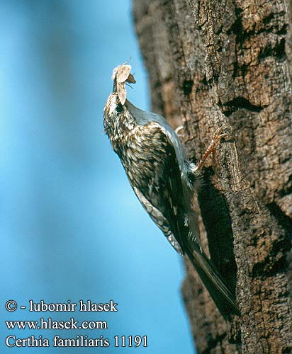 Certhia familiaris Treecreeper Waldbaumläufer Grimpereau bois