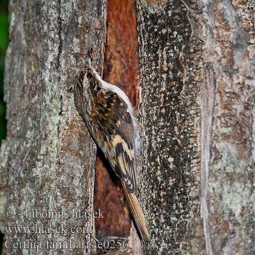 Certhia familiaris e0256