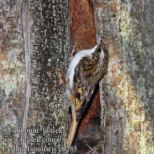 Certhia familiaris e0285