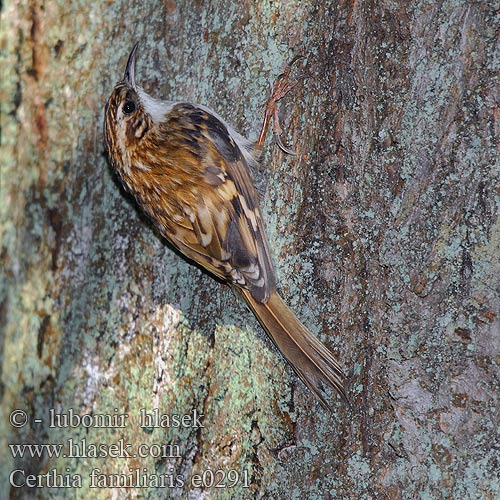 Certhia familiaris e0291