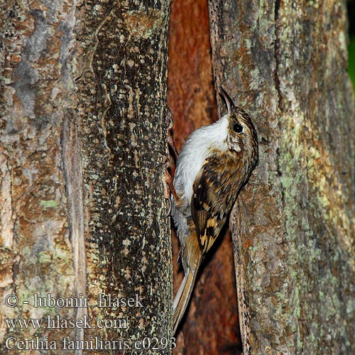 Treecreeper Waldbaumläufer Grimpereau bois Agateador Norteño