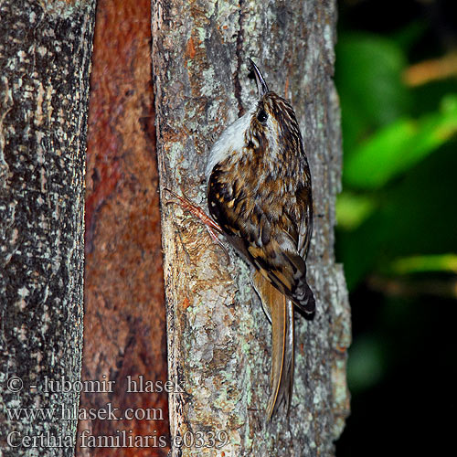 Certhia familiaris e0339