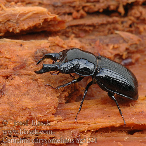 Ceruchus chrysomelinus Rindenschröter Wynurt Roháček pralesní jedlový Svarthjort Laurinis elniaragis Рогачик малый скромный Рогач