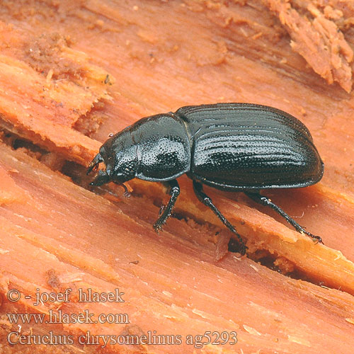 Rindenschröter Wynurt Roháček pralesní jedlový Svarthjort Laurinis elniaragis Рогачик малый скромный Рогач Ceruchus chrysomelinus