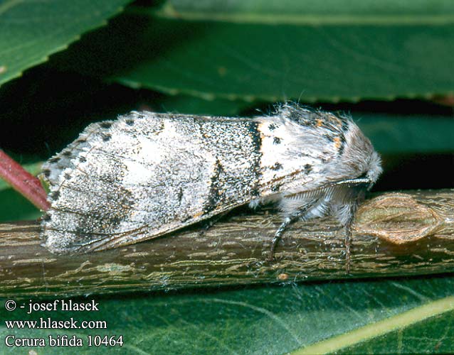 Furcula bifida Cerura Poplar Kitten Espen Gabelschwanz Mittlerer Kleiner Hranostajník osikový Petite Queue Fourchue Harpye Wilgenhermelijnvlinder Widłogonka dwojaczka Gråvit gaffelsvans Grå gaffelstjert Kis púposszövő Haapahangokas Гарпия тополевая